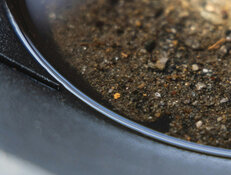 Gold Producer Achieves Record 1,400 Tonnes at Ontario's Madsen Mine