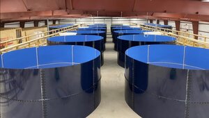 Aquaculture Firm to Provide US Gulf Coast Distributor with 25,000 Pounds of Live Gourmet-Quality Shrimp