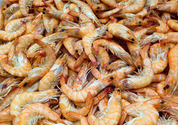 Coverage Initiated on Texas-Based Shrimp Farming Company